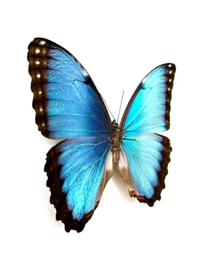 Morpho Peleides - Image 5