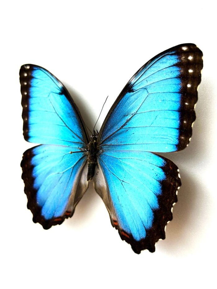 Morpho Peleides - Image 6