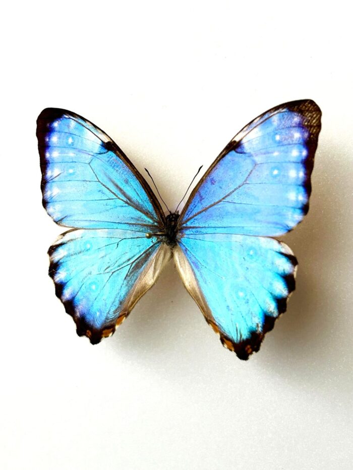 Morpho Portis