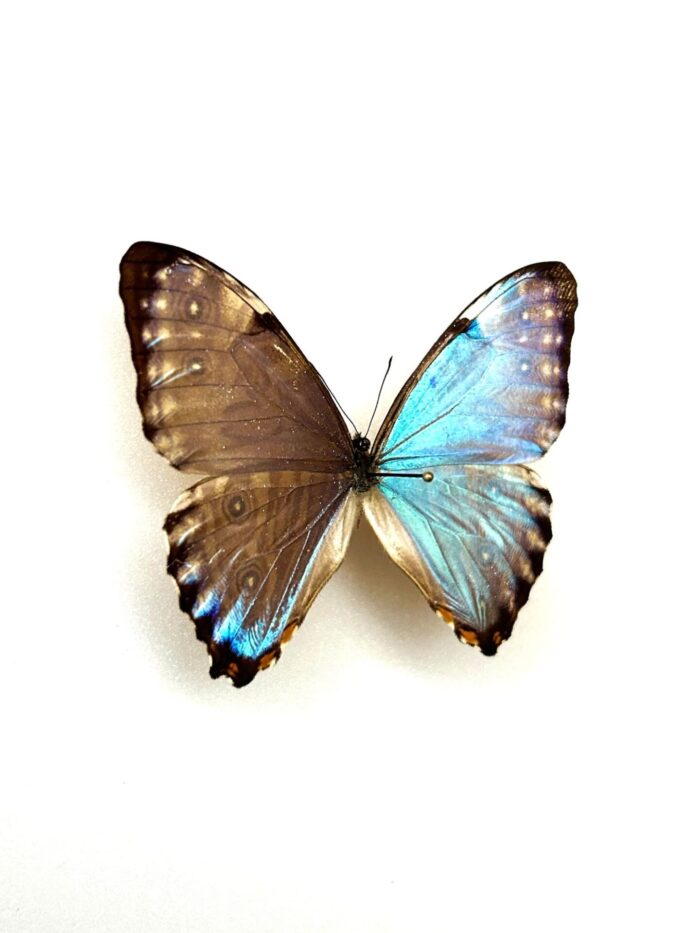 Morpho Portis - Image 2