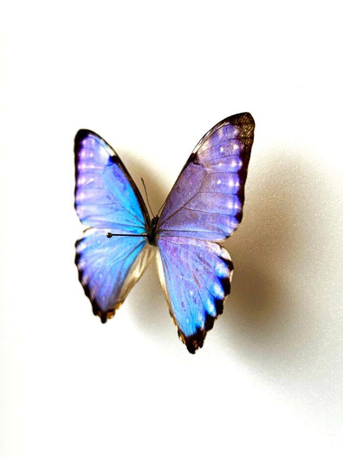 Morpho Portis - Image 3