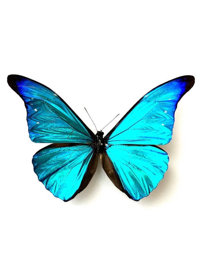 Morpho Rhetenor