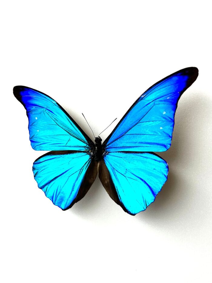 Morpho Rhetenor - Image 3