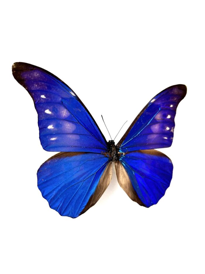 Morpho Rhetenor - Image 2