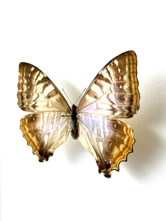 Morpho Sulkowskyi - Image 3