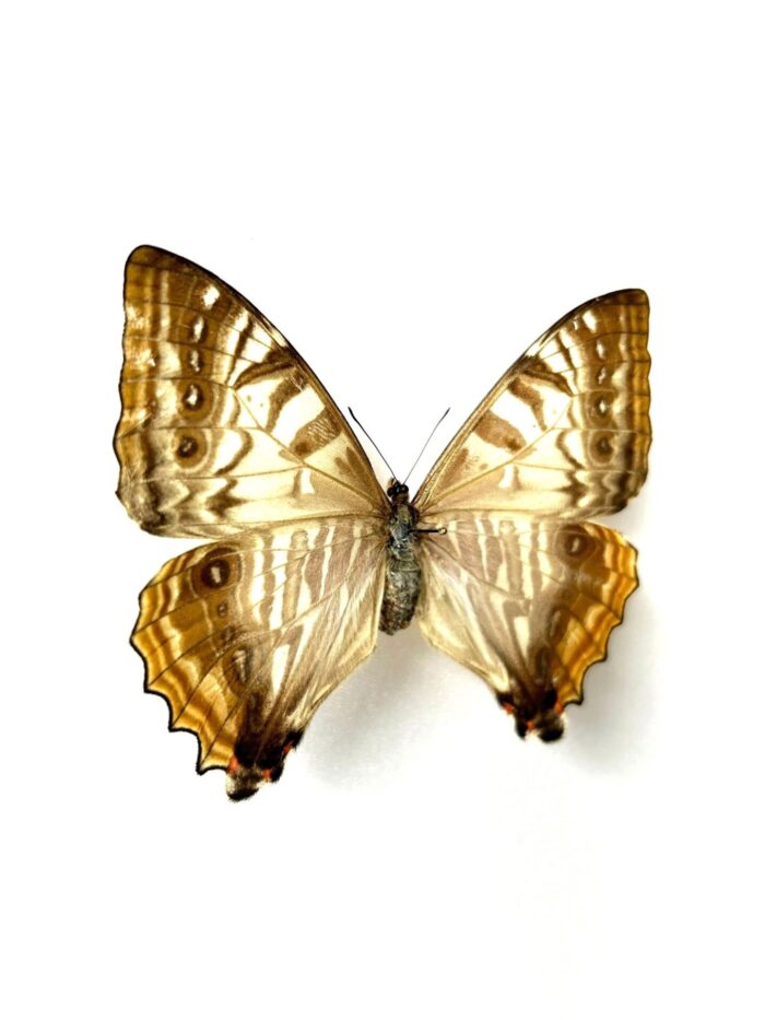 Morpho Sulkowskyi - Image 2