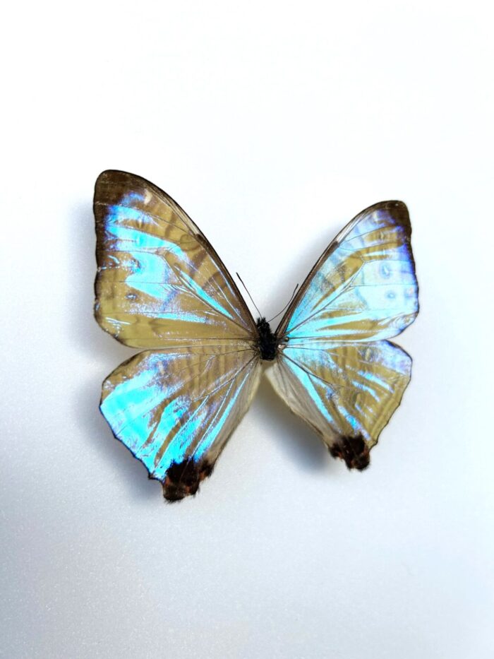 Morpho Sulkowskyi - Image 5