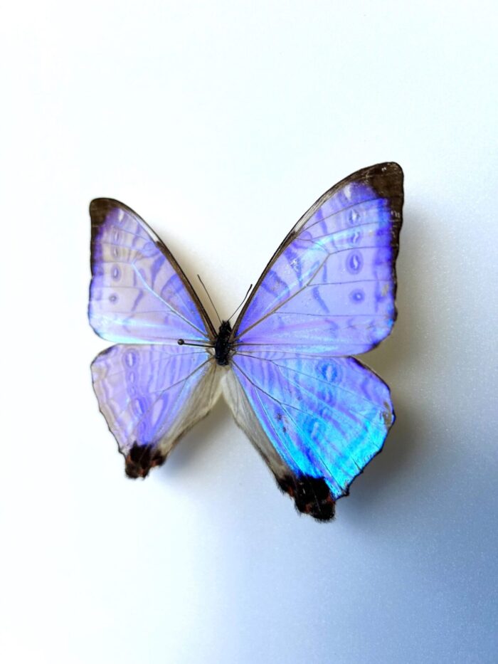 Morpho Sulkowskyi - Image 6