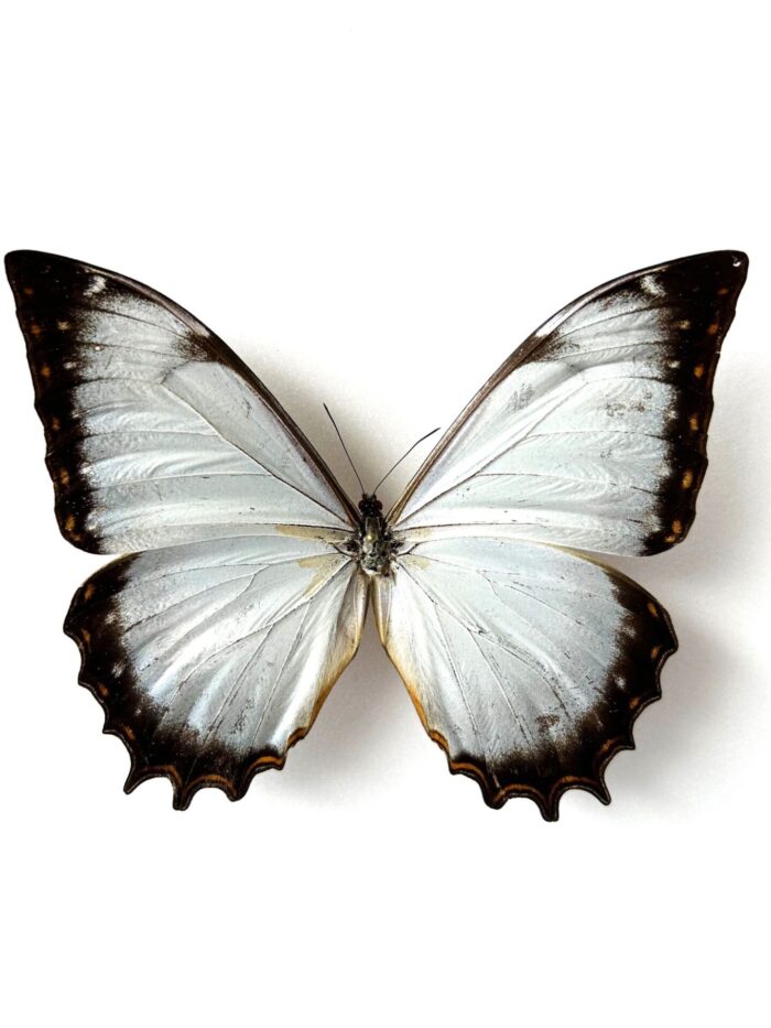 Morpho Theseus