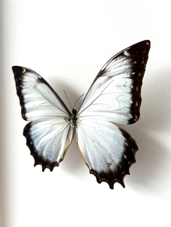 Morpho Theseus - Image 3