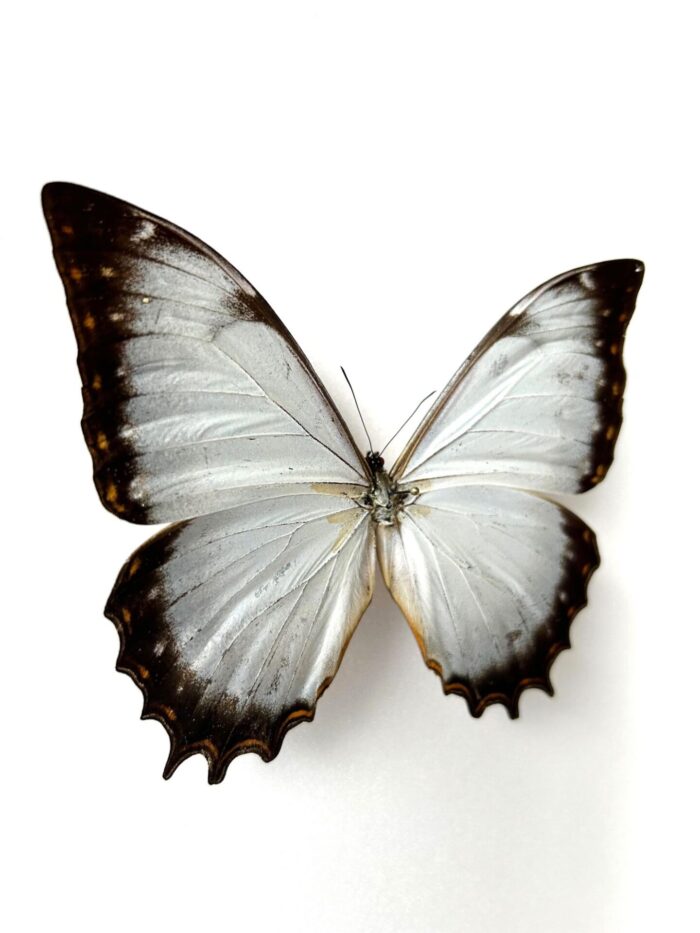 Morpho Theseus - Image 2