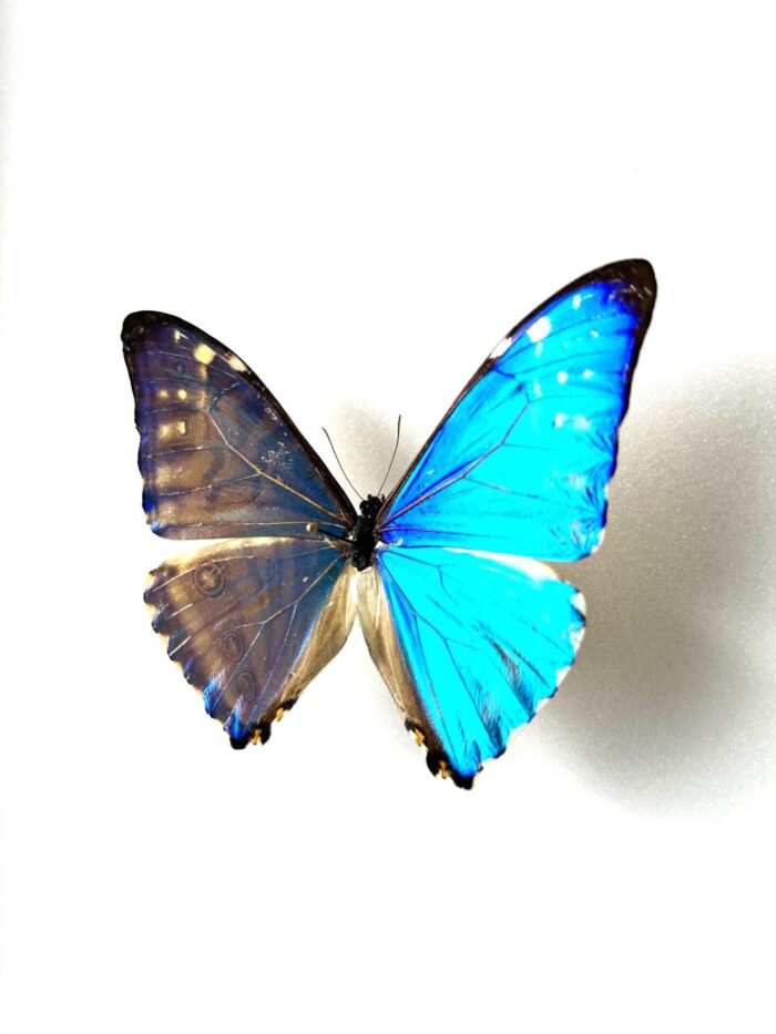 Morpho Zephyritis - Image 3