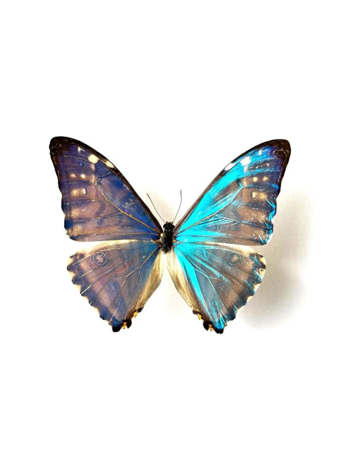 Morpho Zephyritis