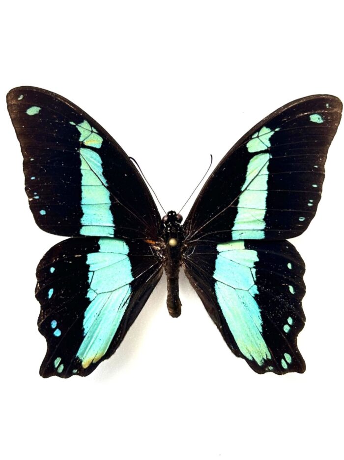 Papilio Bromius