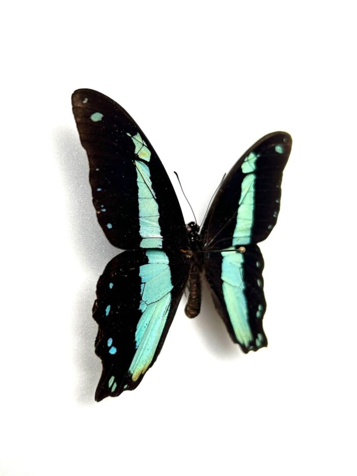 Papilio Bromius - Image 2