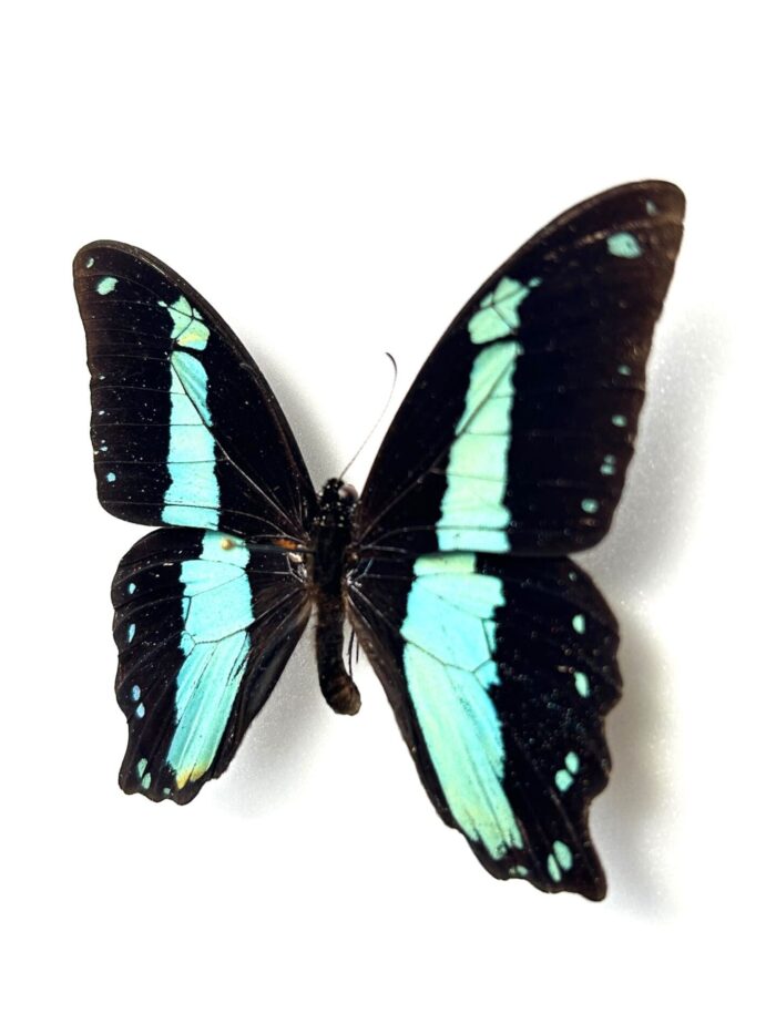 Papilio Bromius - Image 3