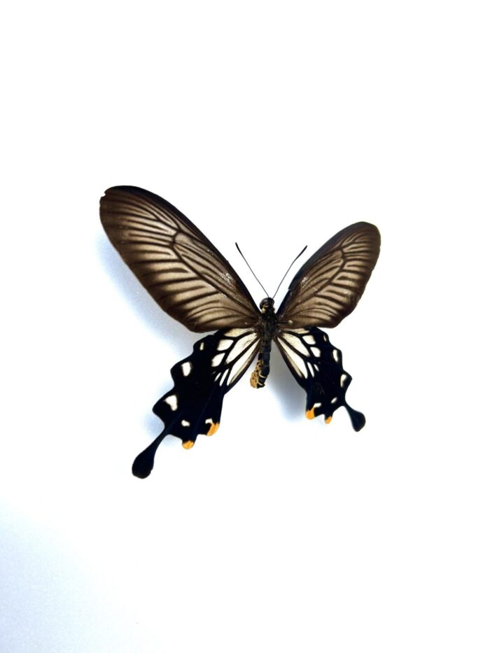 Papilio Coon - Image 2