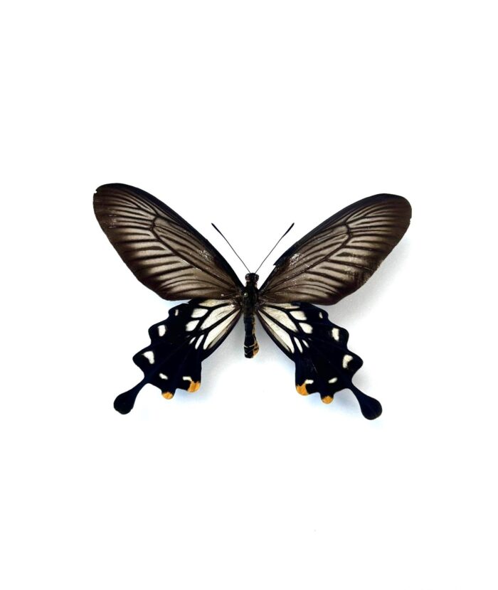 Papilio Coon