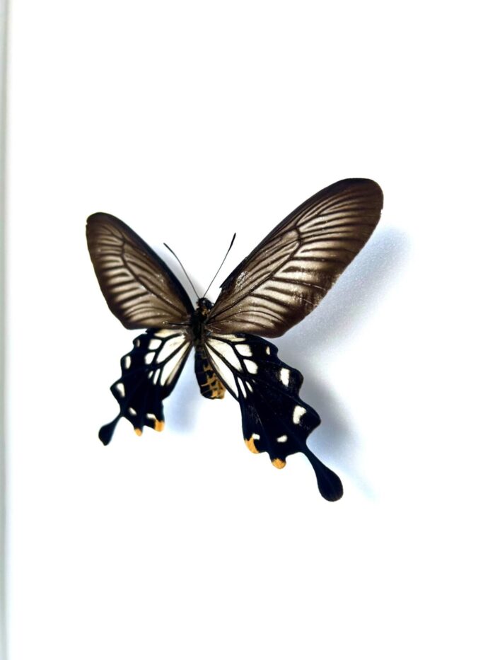 Papilio Coon - Image 3