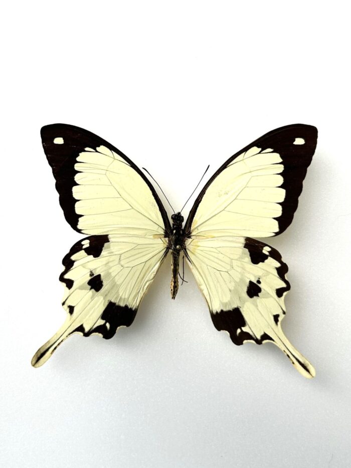 Papilio Dardanus