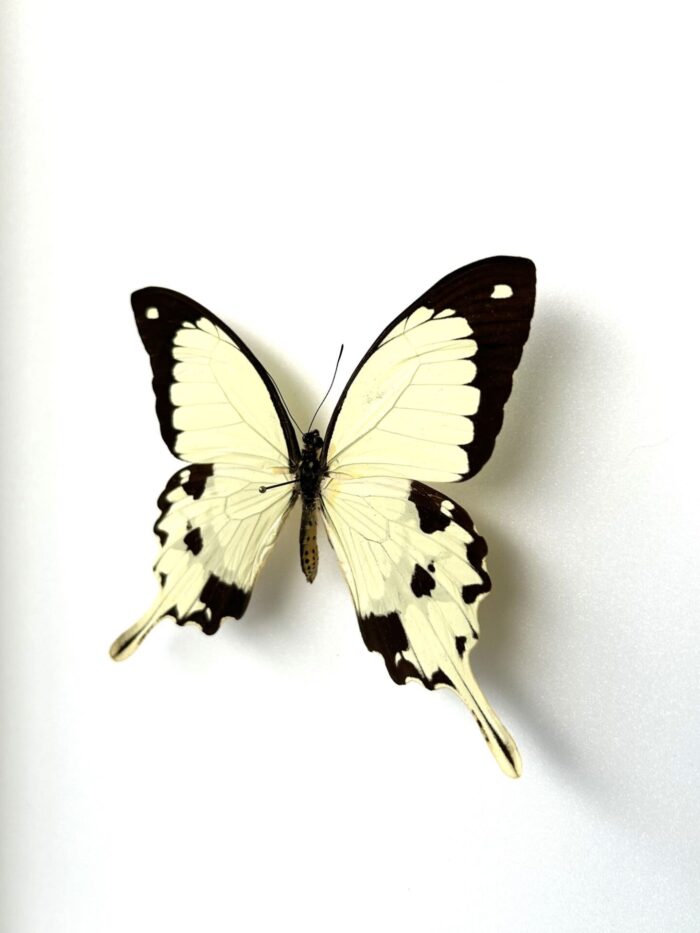 Papilio Dardanus - Image 3