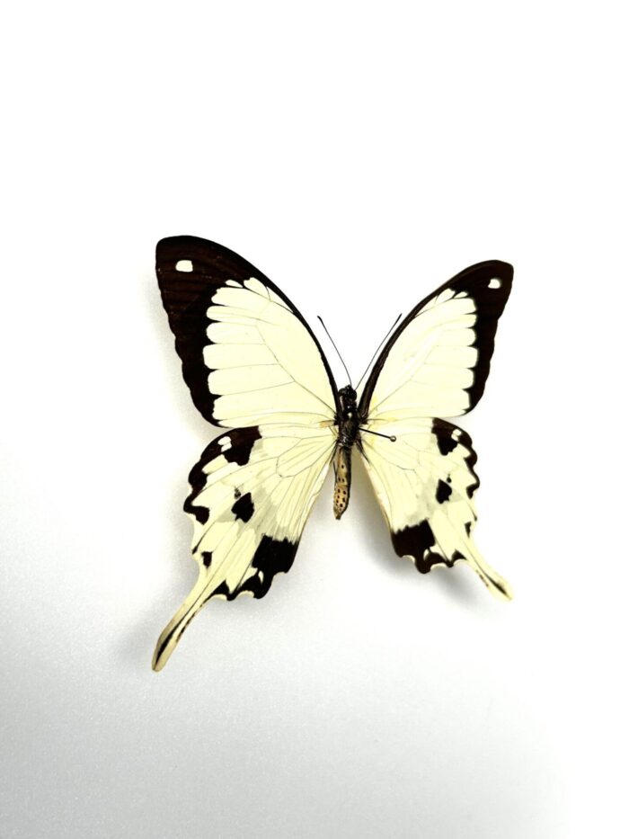 Papilio Dardanus - Image 2