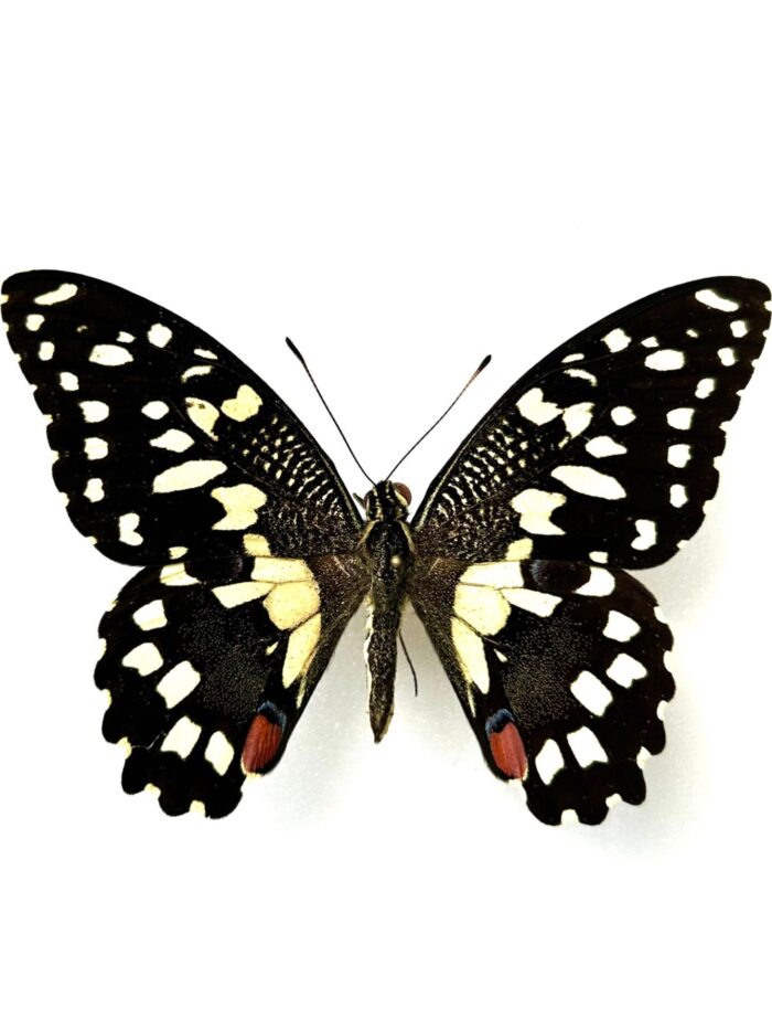 Papilio Demodocus