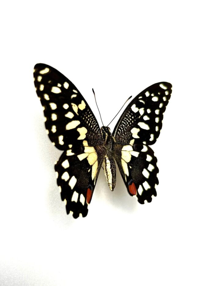 Papilio Demodocus - Image 2