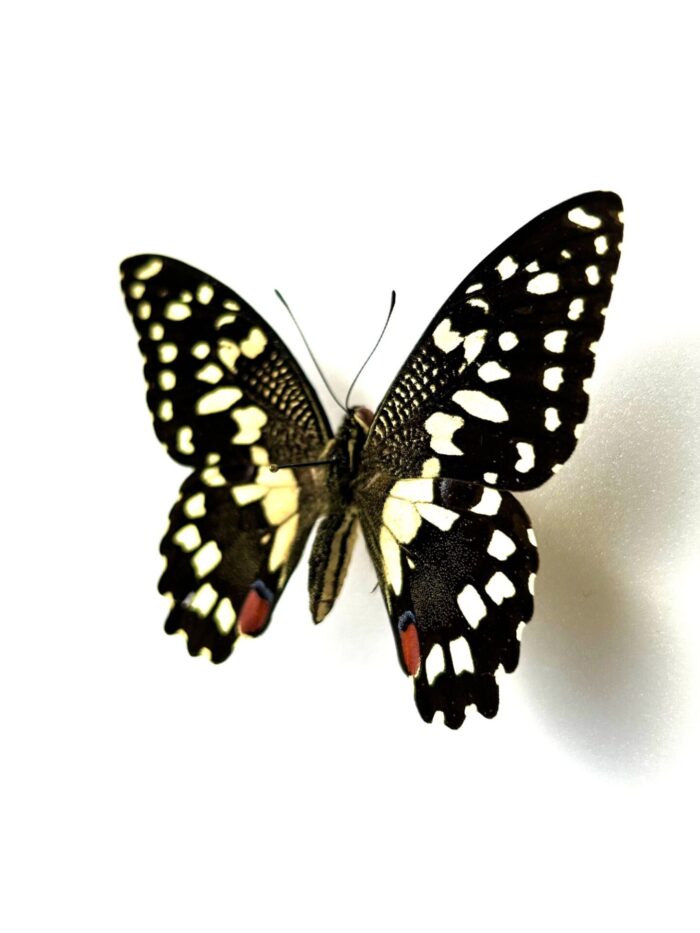 Papilio Demodocus - Image 3