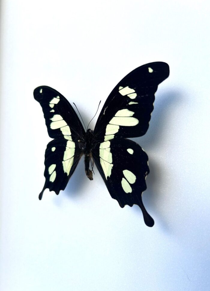 Papilio Hesperus - Image 3