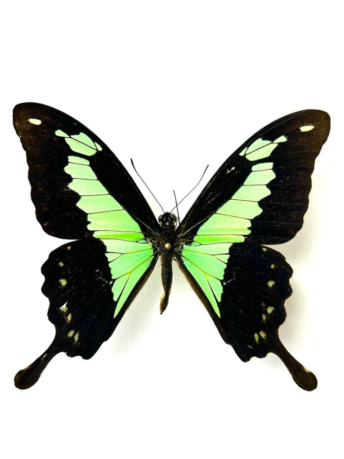 Papilio Phorcas