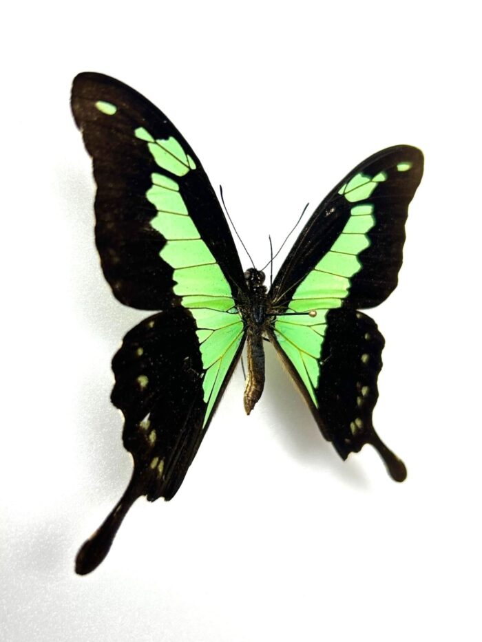 Papilio Phorcas - Image 2