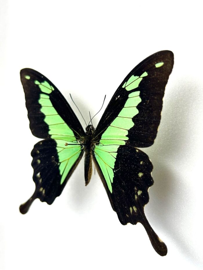 Papilio Phorcas - Image 3