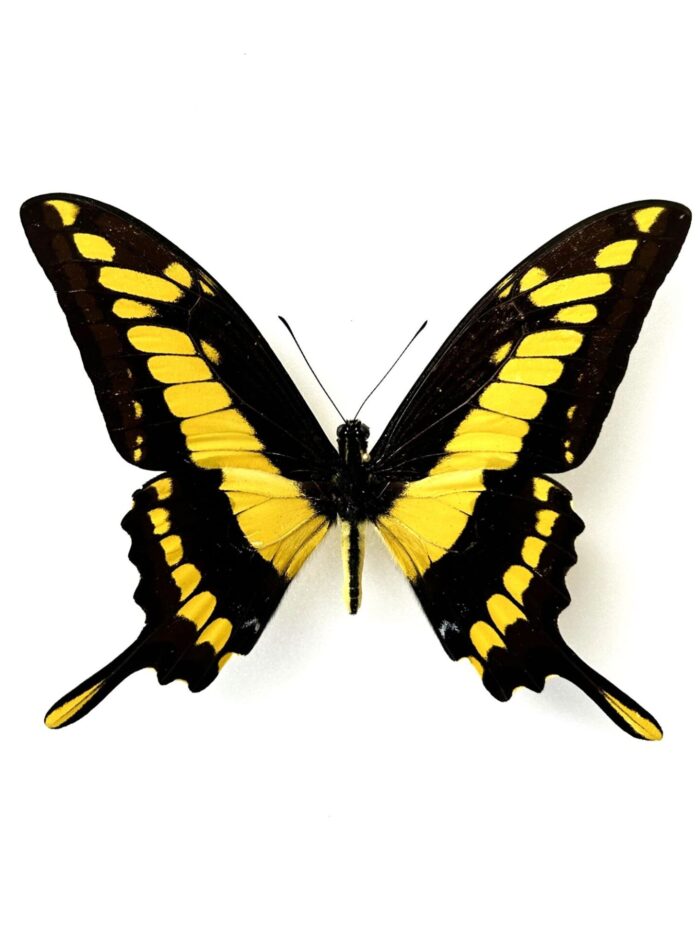 Papilio Thoas