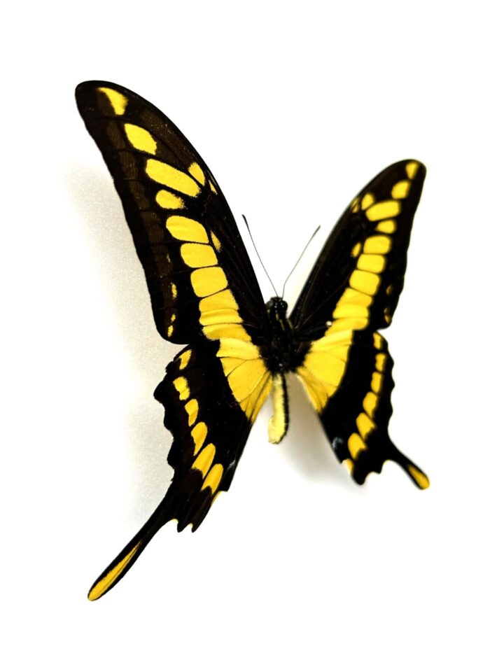 Papilio Thoas - Image 2