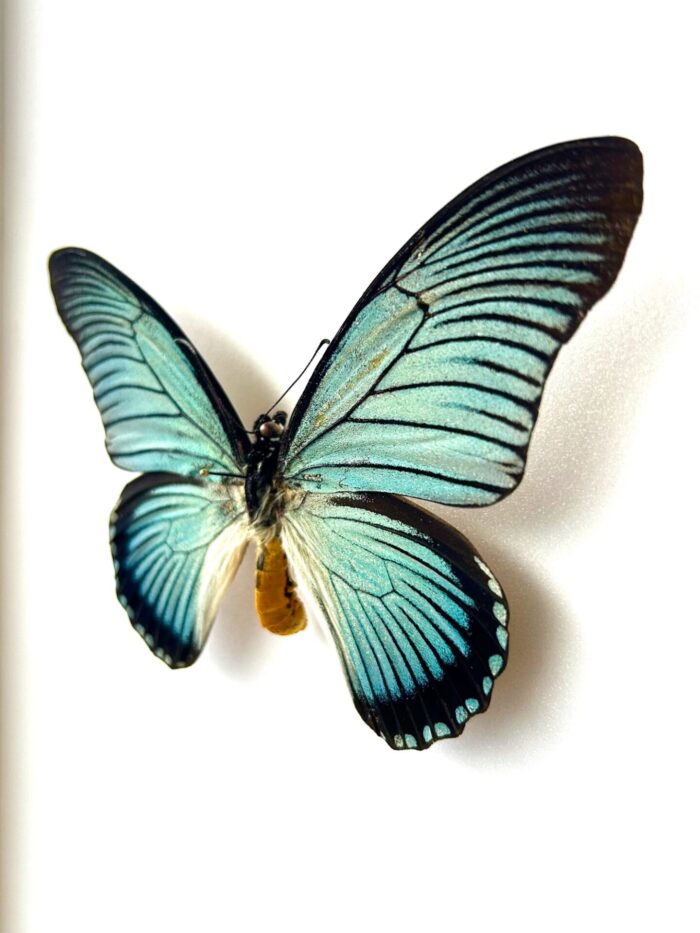 Papilio Zalmoxis - Image 3