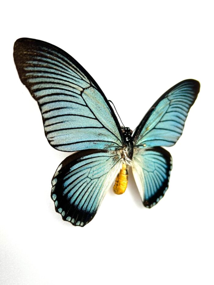 Papilio Zalmoxis - Image 2