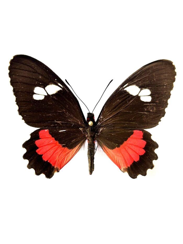 Parides Lysander Brissonius