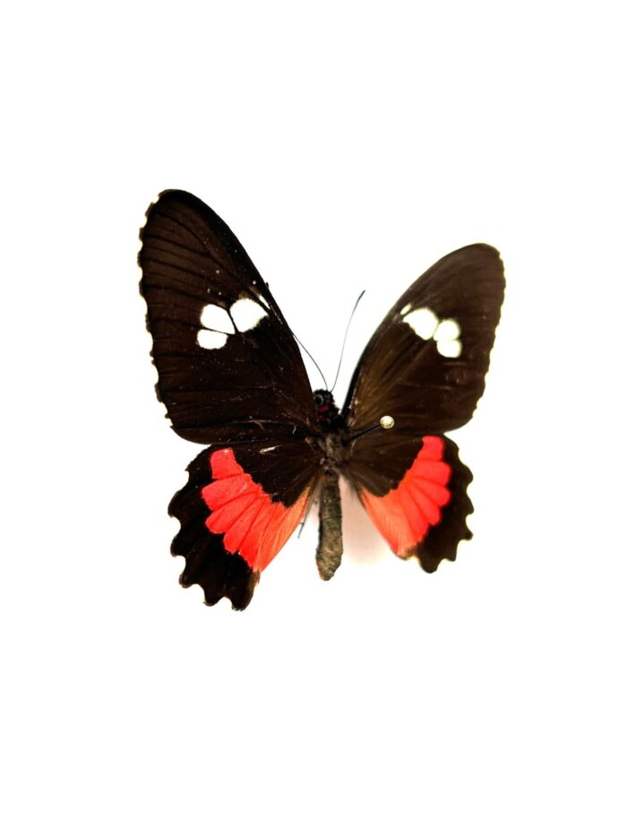 Parides Lysander Brissonius - Image 2