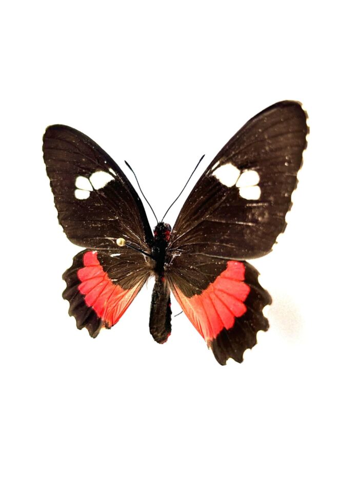 Parides Lysander Brissonius - Image 3