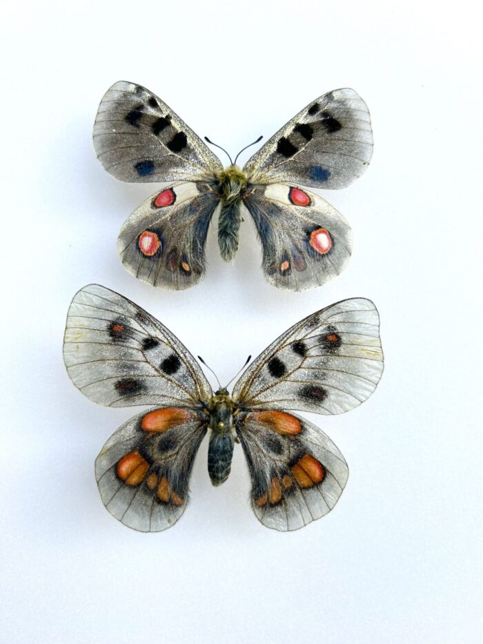 Parnassius Hybride