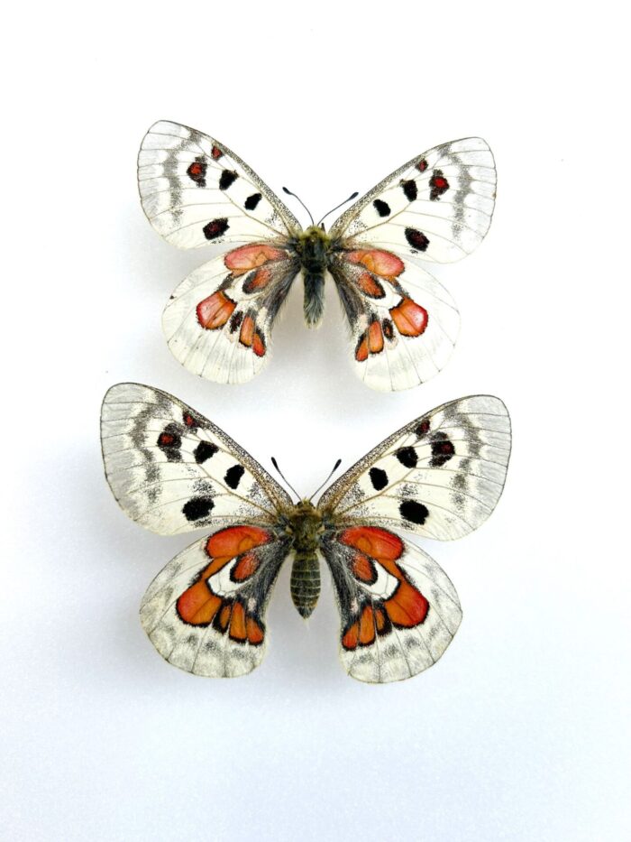 Parnassius Hybride