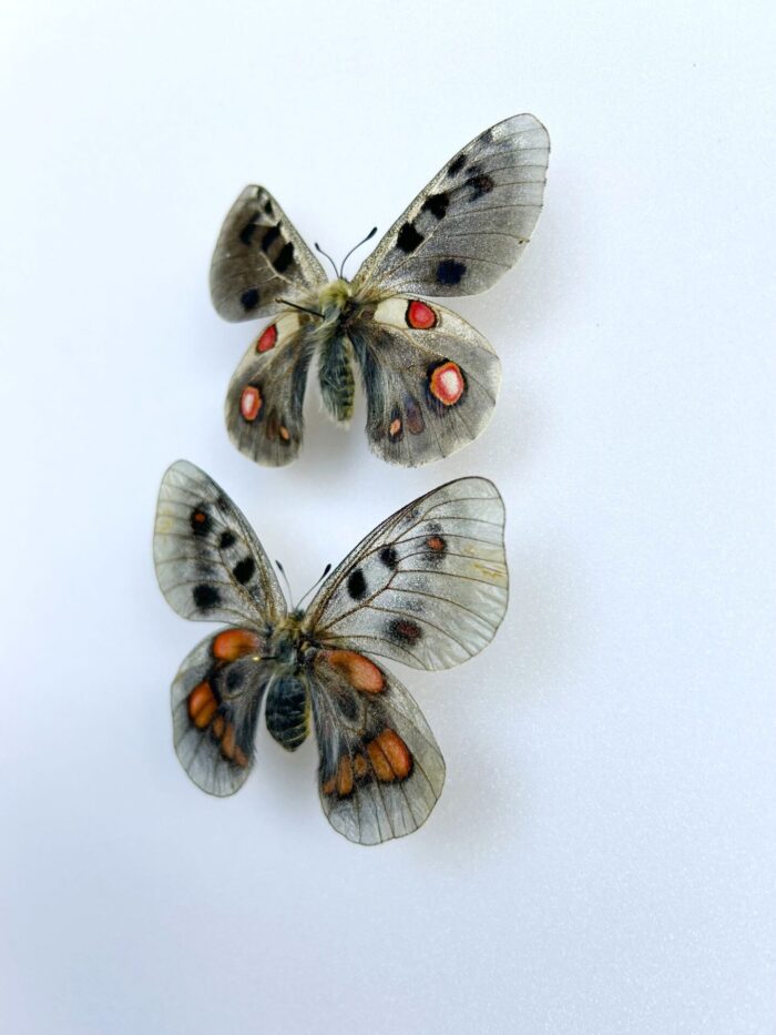 Parnassius Hybride - Image 3