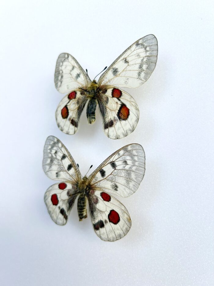 Parnassius Hybride – Image 3