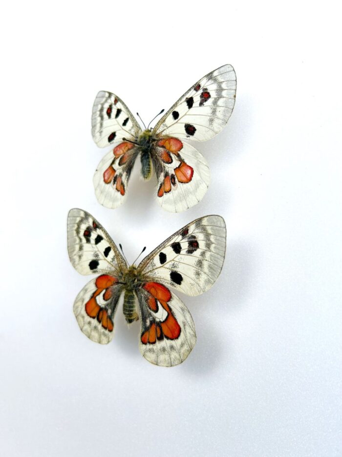 Parnassius Hybride - Image 3