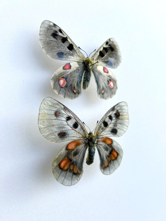 Parnassius Hybride - Image 2