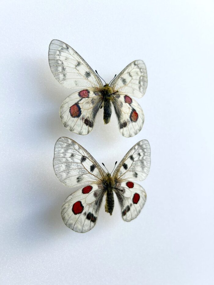 Parnassius Hybride – Image 2