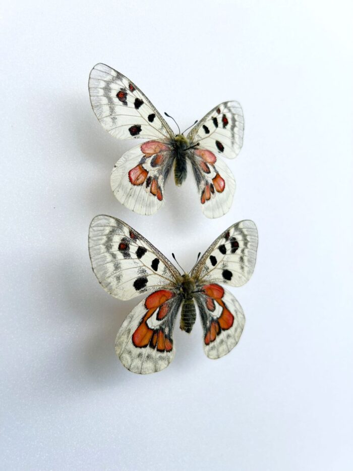 Parnassius Hybride - Image 2