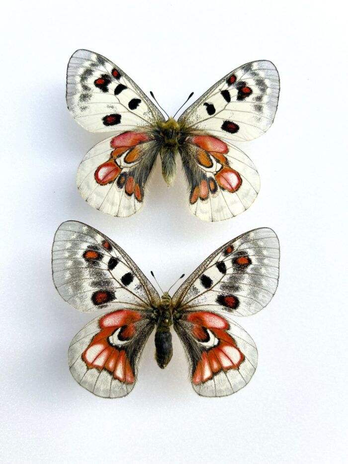 Parnassius Hybride