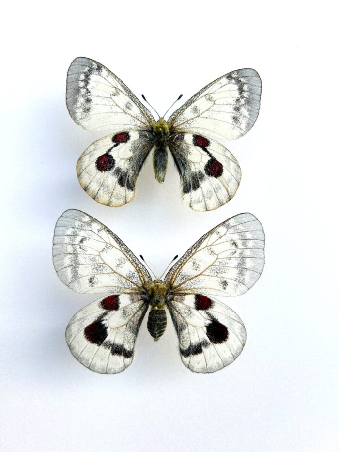 Parnassius Hybride